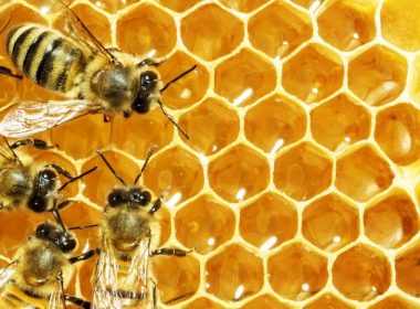 Bees on honeycomb. Alternatives Journal. A\J.