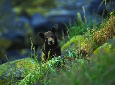 Black bear cub peaks out from behind some mossy rocks A\J AlternativesJournal.ca
